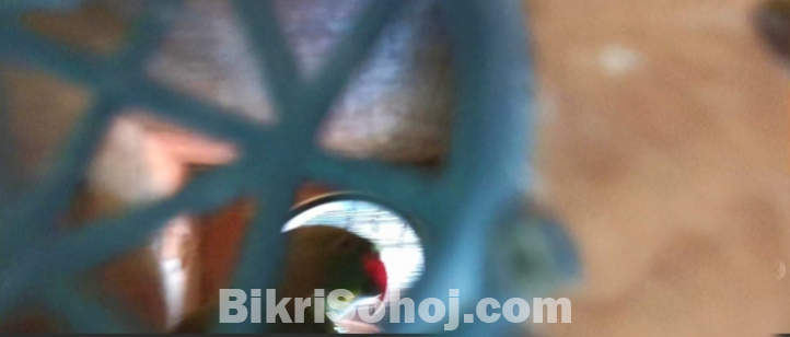 টিয়া পাখি